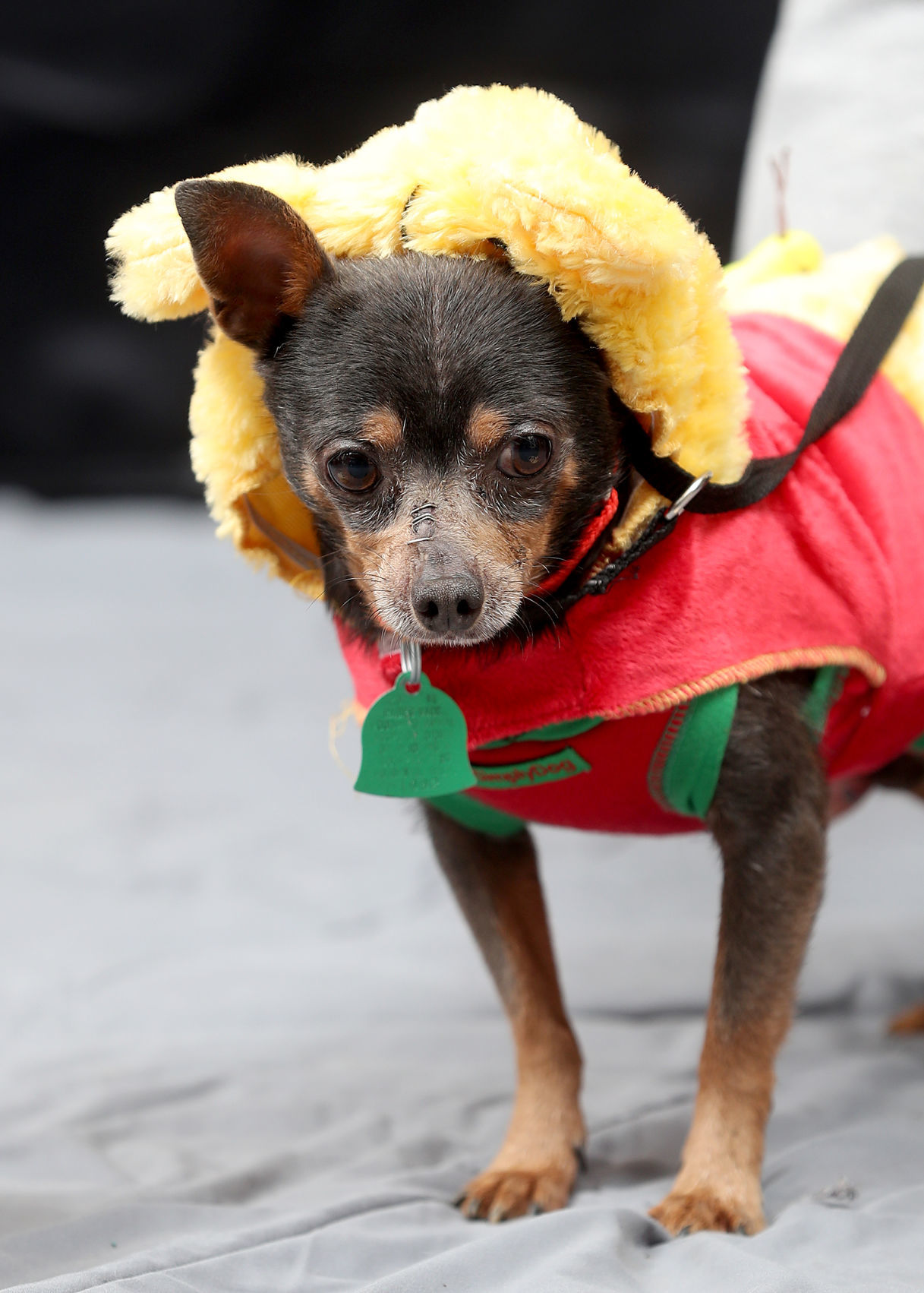 102119bp-dogs-of-halloween-01